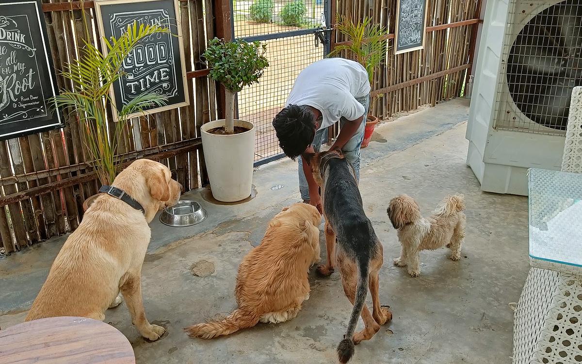 Fur Ball Story Pet Retreat