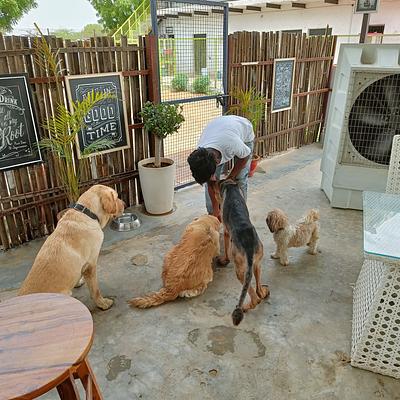 Fur Ball Story Pet Retreat