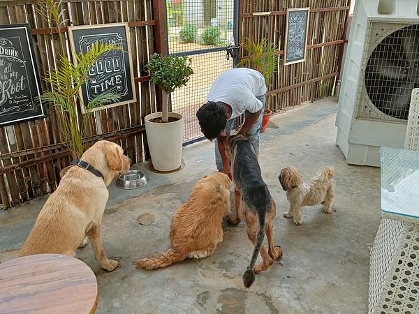 Fur Ball Story Pet Retreat