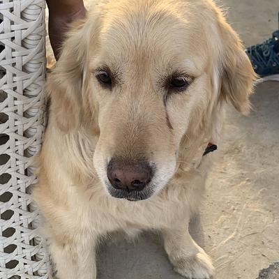 Fur Ball Story Pet Retreat