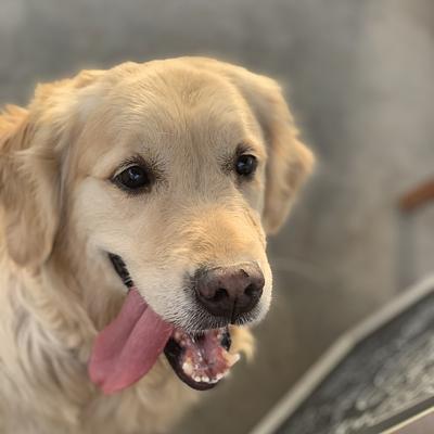 Fur Ball Story Pet Retreat