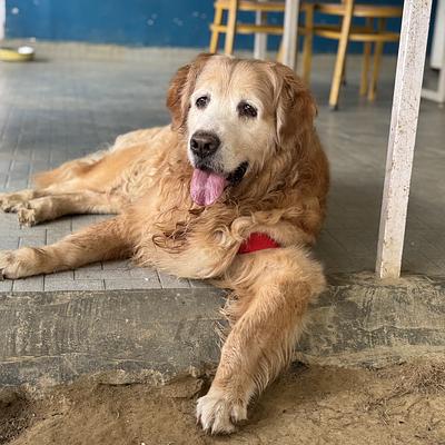 Muddy Paws Dog Park & Cafe