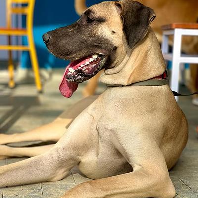 Muddy Paws Dog Park & Cafe