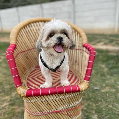 Muddy Paws Dog Park & Cafe