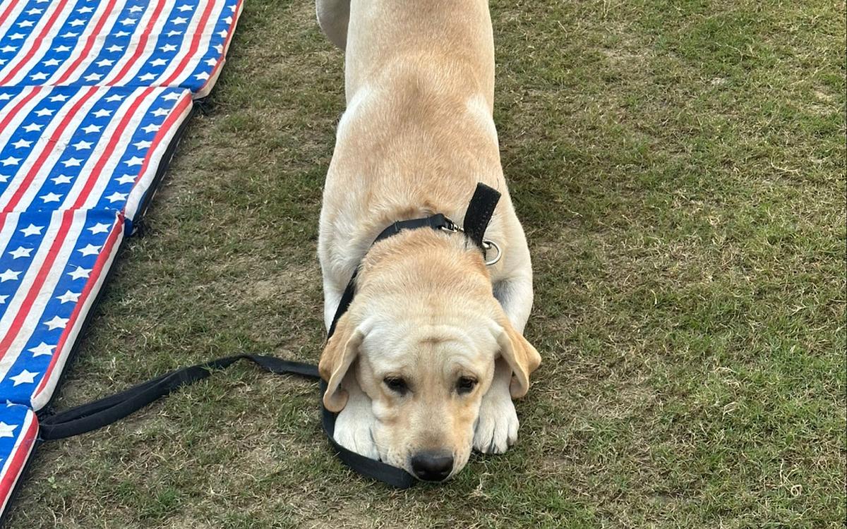 Lokesh dog training and bording