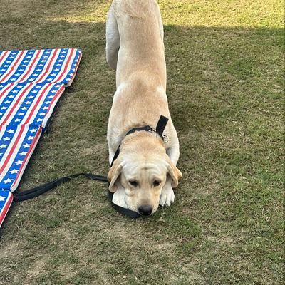 Lokesh dog training and bording