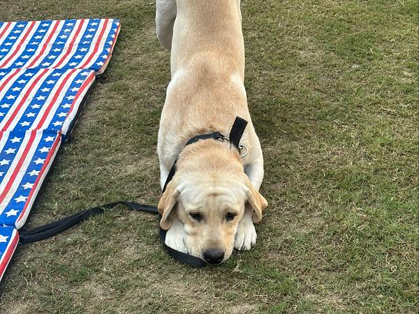 Lokesh dog training and bording