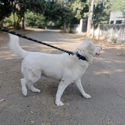 Academy of Canine