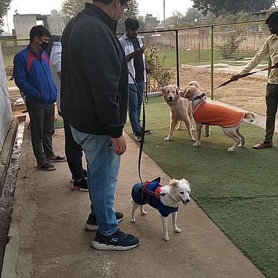Academy of Canine