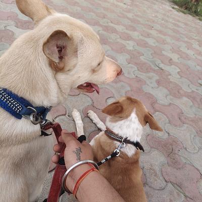 Tiger dog boarding nd training