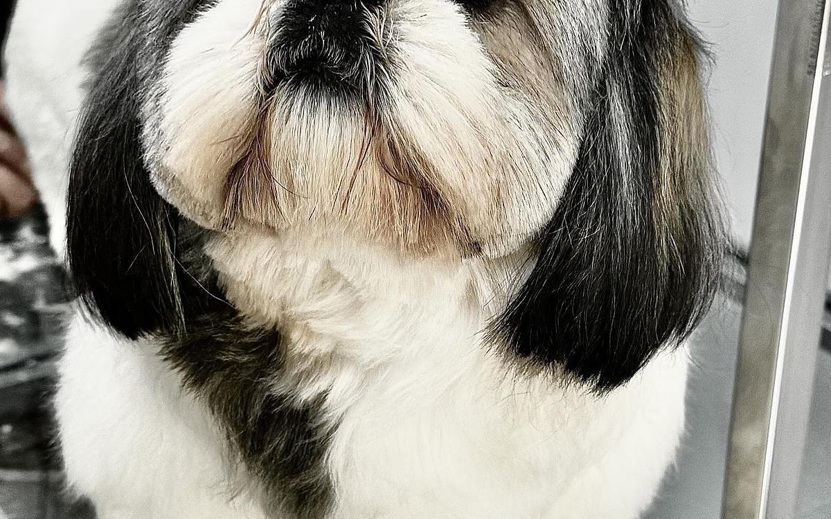NICKY PET SPA AT HOME GROOMING SERVICE