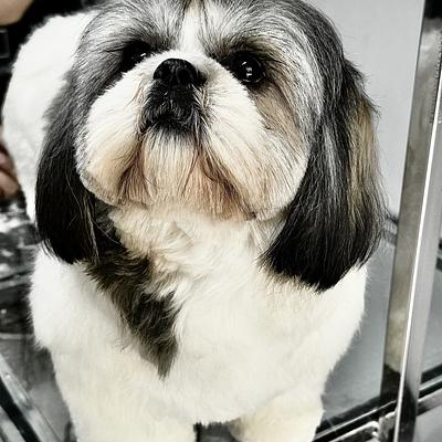 NICKY PET SPA AT HOME GROOMING SERVICE