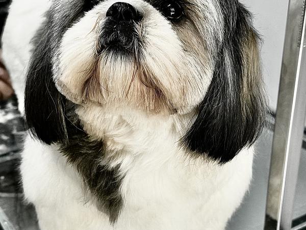NICKY PET SPA AT HOME GROOMING SERVICE