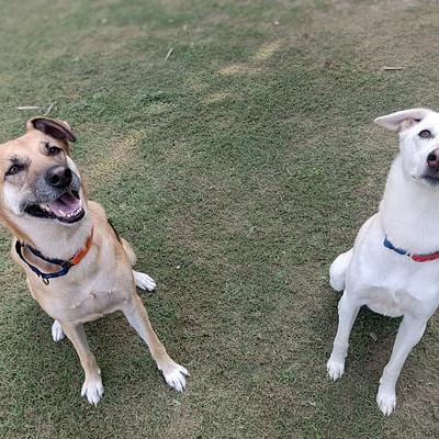 Academy of Canine