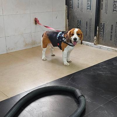 Tiger dog boarding nd training
