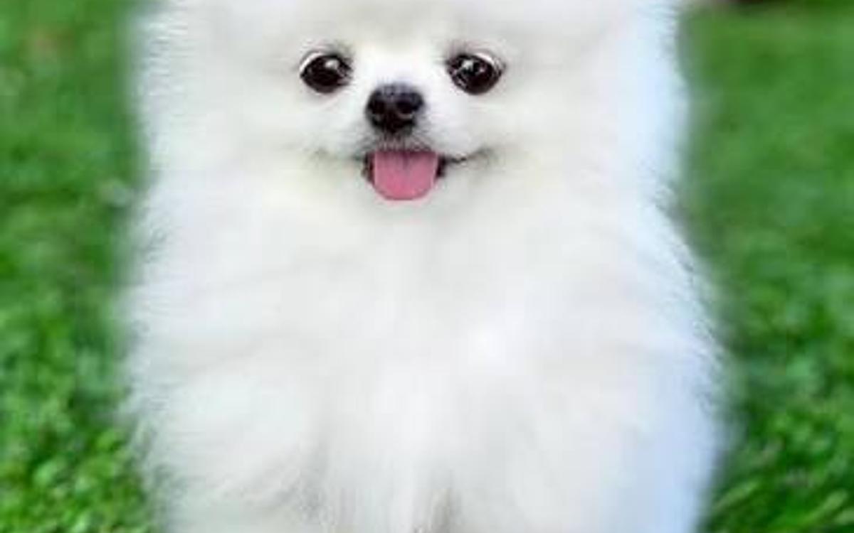 Shobhit Dog trainer & walker
