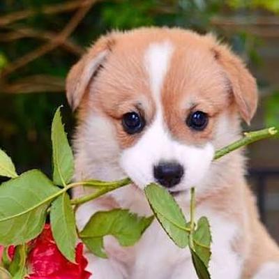 Shobhit Dog trainer & walker
