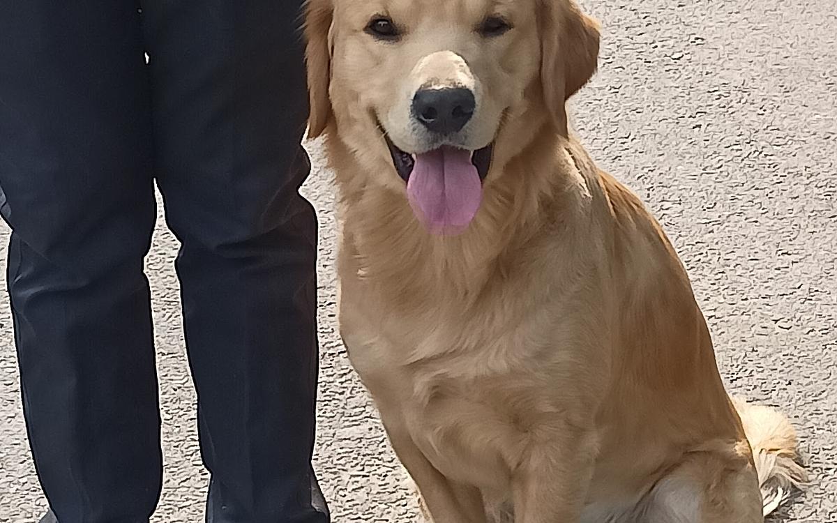 Vaishnav Dog Training center