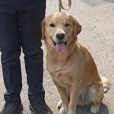 Vaishnav Dog Training center