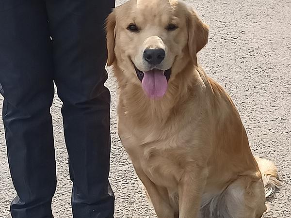 Vaishnav Dog Training center