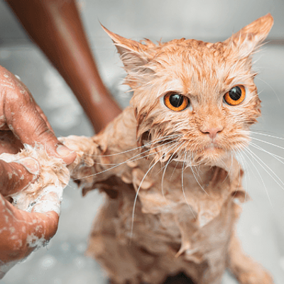POSS - Pet's One Stop Solution-Pet Spa in Gurgaon | Pet Grooming Near You