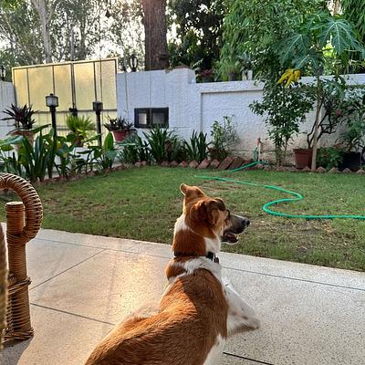 The Wizard of Dogs by Aishani Mathur