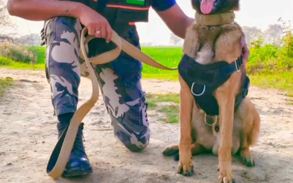 Dog Trainer