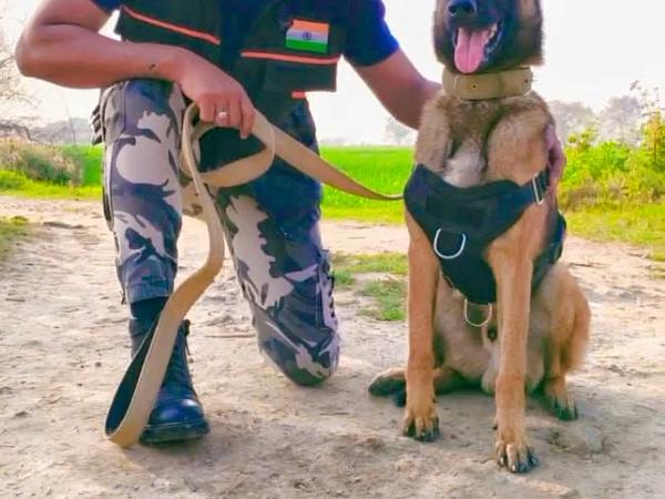 Dog Trainer