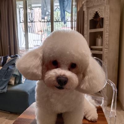 NICKY PET SPA AT HOME GROOMING SERVICE