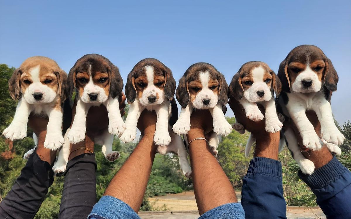 SiNGH DoG FarM