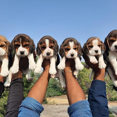 SiNGH DoG FarM