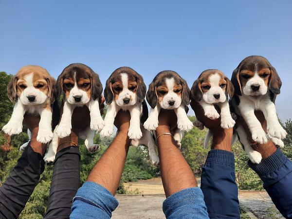 SiNGH DoG FarM