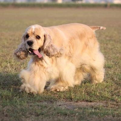 Gurugram Dog Training & Boarding Centre