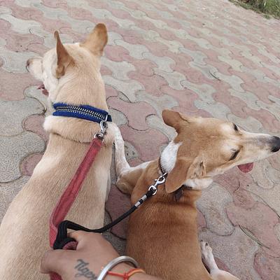 Dog & Pet Trainer
