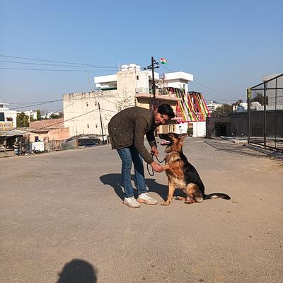 Advanced dog training