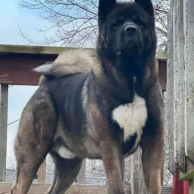 Lalit Sharma Dog Trainer
