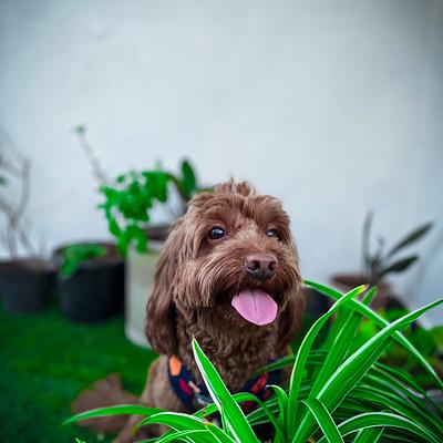 Dhruv Dog Walker & Trainer