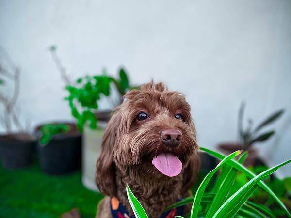 Dhruv Dog Walker & Trainer