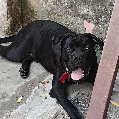 Lalit Sharma Dog Trainer