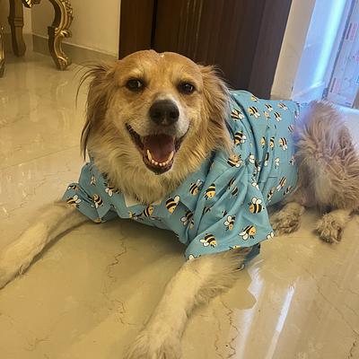 Dhruv Dog Walker & Trainer