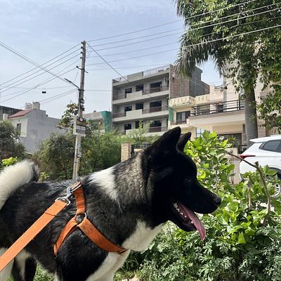 Dhruv Dog Walker & Trainer