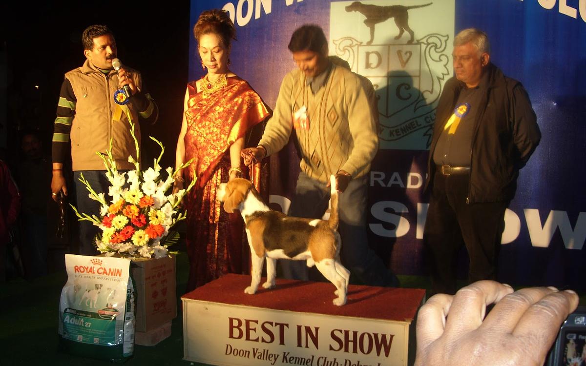 Impression Dog Training