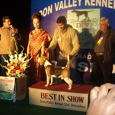 Impression Dog Training