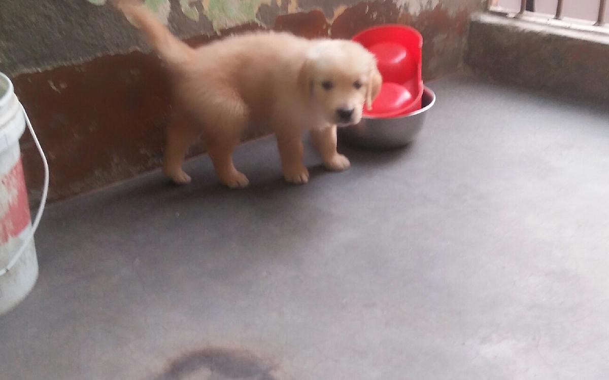 Dog Trainer Ashish kumar In Gurgaon