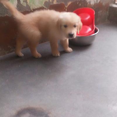 Dog Trainer Ashish kumar In Gurgaon