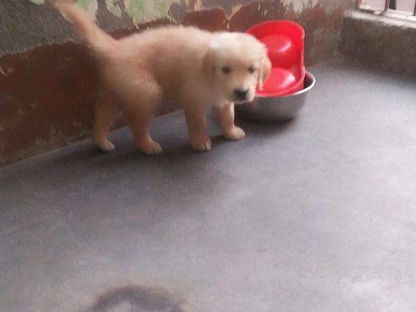Dog Trainer Ashish kumar In Gurgaon