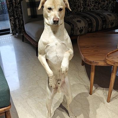 Impression Dog Training