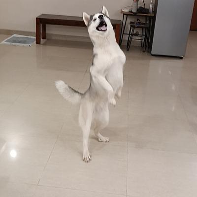 Impression Dog Training
