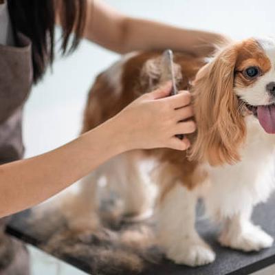 POSS - Pet's One Stop Solution-Pet Spa in Gurgaon | Pet Grooming Near You