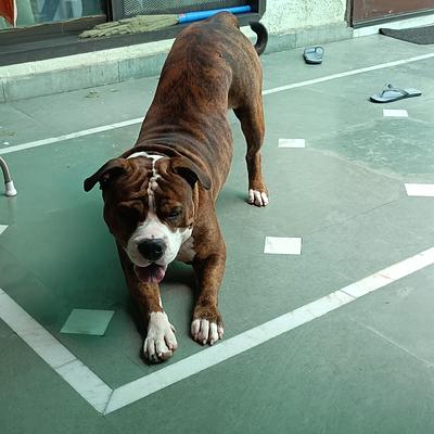 Impression Dog Training